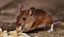 24 Hour & Emergency Exterminators in Joliette, ND